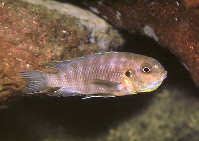Tropheops sp. 'chinyankwazi' Chinyankwazi Island